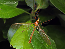 ferruginous tiger crane fly