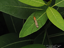 ferruginous tiger crane fly