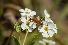 field ant (Formica pallidefulva group)
