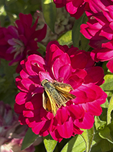 fiery skipper