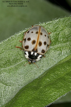 fifteen-spotted lady beetle