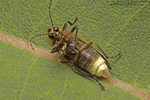 firefly (Family Lampyridae)