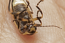 firefly (family Lampyridae)