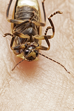 firefly (family Lampyridae)