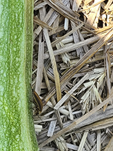 firefly (family Lampyridae)