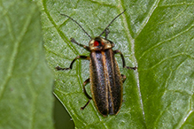 firefly (Photuris sp.)