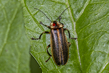 firefly (Photuris sp.)