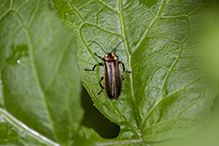 firefly (Photuris sp.)