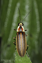 firefly (Photuris sp.)