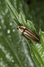 firefly (Photuris sp.)