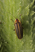 firefly (Photuris sp.)