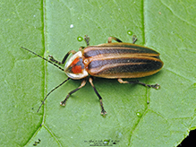 firefly (Photuris sp.)