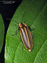 firefly (Photuris sp.)