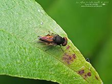flat-footed fly (subfamily Platypezinae)