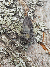 flat-headed apple tree borer