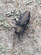 flat-headed apple tree borer