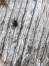 flea beetle (tribe Alticini)