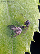 fly (order Diptera)