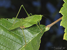 fork-tailed bush katydid