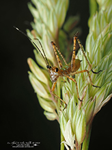 fork-tailed bush katydid