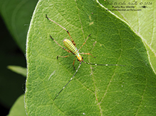 fork-tailed bush katydid
