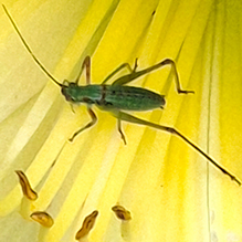 fork-tailed bush katydid