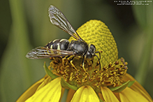 four-banded stink bug hunter wasp