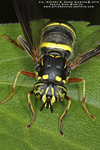 four-lined hornet fly