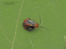 four-lined plant bug