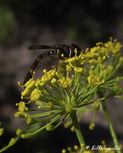 four-speckled hover fly