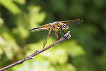 four-spotted skimmer
