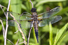 four-spotted skimmer