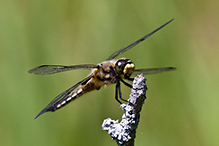 four-spotted skimmer