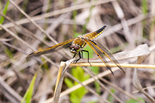 four-spotted skimmer