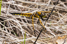 four-spotted skimmer