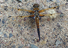 four-spotted skimmer