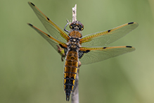 four-spotted skimmer
