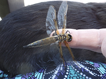 four-spotted skimmer