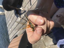 four-spotted skimmer