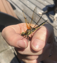 four-spotted skimmer