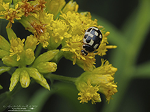 fourteen-spotted lady beetle