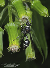 fraternal potter wasp