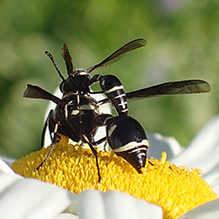 fraternal potter wasp