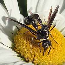 fraternal potter wasp