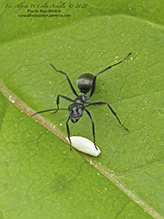 fusca-group field ant (Formica fusca group)