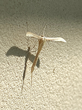 Glenn’s plume moth