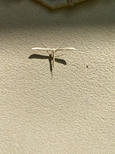 Glenn’s plume moth