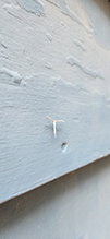 Glenn’s plume moth