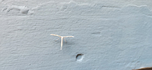 Glenn’s plume moth