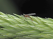 gall or wood midge (family Cecidomyiidae)